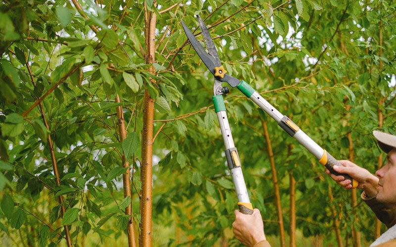 Tree trimming in Pond Creek, OK