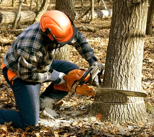 Tree Removal in Pond Creek, OK